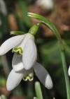 Einzelbild 8 Schneeglöckchen - Galanthus nivalis