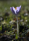 Einzelbild 6 Frühlings-Krokus - Crocus albiflorus