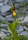 Einzelbild 8 Frauenschuh - Cypripedium calceolus