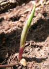 Einzelbild 6 Rotes Waldvögelein - Cephalanthera rubra