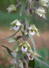 Einzelbild 1 Violette Stendelwurz - Epipactis purpurata