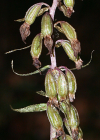 Einzelbild 5 Violette Stendelwurz - Epipactis purpurata