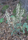 Einzelbild 6 Violette Stendelwurz - Epipactis purpurata