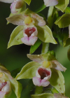 Einzelbild 5 Gewöhnliche Breitblättrige Stendelwurz - Epipactis helleborine