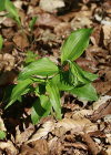Einzelbild 7 Gewöhnliche Breitblättrige Stendelwurz - Epipactis helleborine