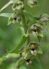 Einzelbild 8 Gewöhnliche Breitblättrige Stendelwurz - Epipactis helleborine