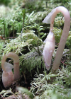 Einzelbild 5 Widerbart - Epipogium aphyllum