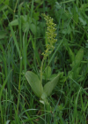 Einzelbild 8 Grosses Zweiblatt - Listera ovata