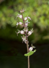 Einzelbild 5 Kleines Zweiblatt - Listera cordata
