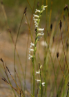 Einzelbild 7 Sommer-Wendelähre - Spiranthes aestivalis