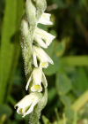 Einzelbild 7 Herbst-Wendelähre - Spiranthes spiralis