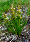 Einzelbild 7 Zwergorchis - Chamorchis alpina