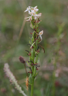 Einzelbild 6 Weisses Breitkölbchen - Platanthera bifolia