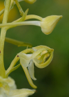 Einzelbild 6 Grünliches Breitkölbchen - Platanthera chlorantha