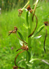 Einzelbild 7 Grünliches Breitkölbchen - Platanthera chlorantha