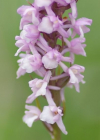 Einzelbild 7 Wohlriechende Handwurz - Gymnadenia odoratissima