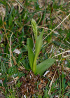 Einzelbild 5 Weisszunge - Pseudorchis albida