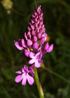 Einzelbild 6 Spitzorchis - Anacamptis pyramidalis