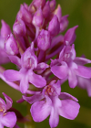 Einzelbild 7 Spitzorchis - Anacamptis pyramidalis
