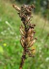 Einzelbild 8 Spitzorchis - Anacamptis pyramidalis