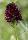 Einzelbild 8 Schwarzes Männertreu - Nigritella rhellicani aggr.