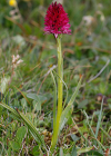 Einzelbild 4 Rotes Männertreu - Nigritella rubra