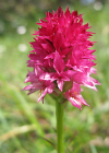 Einzelbild 5 Rotes Männertreu - Nigritella rubra