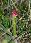 Einzelbild 7 Rotes Männertreu - Nigritella rubra