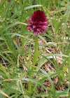 Einzelbild 8 Rotes Männertreu - Nigritella rubra