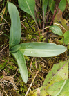 Einzelbild 7 Bienen-Ragwurz - Ophrys apifera