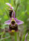 Einzelbild 4 Gewöhnliche Hummel-Ragwurz - Ophrys holosericea subsp. holosericea