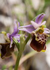 Einzelbild 5 Gewöhnliche Hummel-Ragwurz - Ophrys holosericea subsp. holosericea