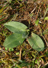 Einzelbild 7 Gewöhnliche Hummel-Ragwurz - Ophrys holosericea subsp. holosericea