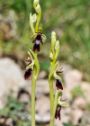 Einzelbild 6 Fliegen-Ragwurz - Ophrys insectifera