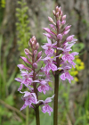 Einzelbild 1 Gefleckte Fingerwurz - Dactylorhiza maculata