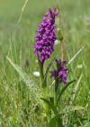 Einzelbild 4 Breitblättrige Fingerwurz - Dactylorhiza majalis