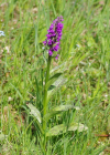 Einzelbild 5 Breitblättrige Fingerwurz - Dactylorhiza majalis