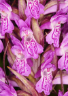 Einzelbild 5 Fleischrote Fingerwurz - Dactylorhiza incarnata