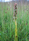 Einzelbild 7 Fleischrote Fingerwurz - Dactylorhiza incarnata