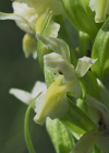 Einzelbild 5 Hellgelbe Fingerwurz - Dactylorhiza incarnata subsp. ochroleuca