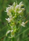 Einzelbild 6 Hellgelbe Fingerwurz - Dactylorhiza incarnata subsp. ochroleuca