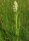 Einzelbild 7 Hellgelbe Fingerwurz - Dactylorhiza incarnata subsp. ochroleuca