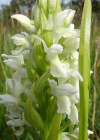 Einzelbild 8 Hellgelbe Fingerwurz - Dactylorhiza incarnata subsp. ochroleuca