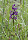 Einzelbild 6 Kleines Knabenkraut - Orchis morio
