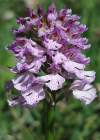 Einzelbild 5 Dreizähniges Knabenkraut - Orchis tridentata