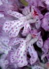 Einzelbild 8 Dreizähniges Knabenkraut - Orchis tridentata