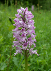 Einzelbild 6 Helm-Knabenkraut - Orchis militaris