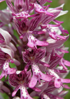Einzelbild 8 Helm-Knabenkraut - Orchis militaris