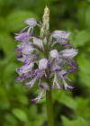 Einzelbild 5 Affen-Knabenkraut - Orchis simia