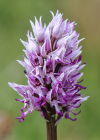 Einzelbild 6 Affen-Knabenkraut - Orchis simia